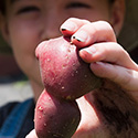 jodie jee design - Potato